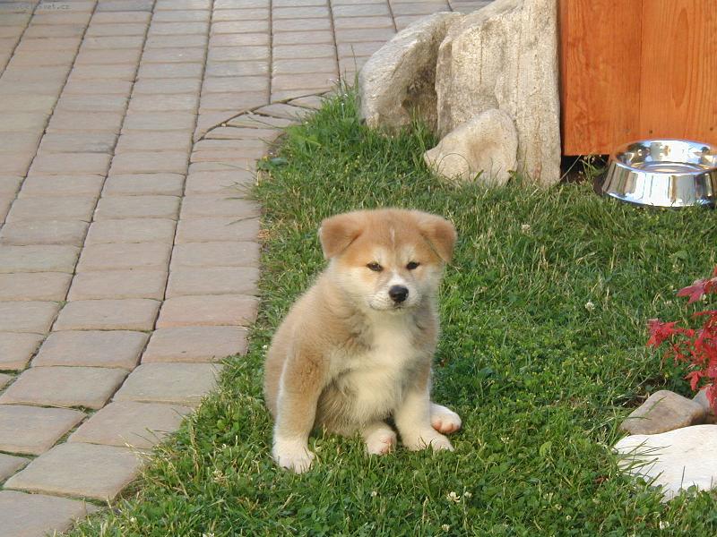 Foto: Budu hl�dat jako m�j t�ta-Akita-inu