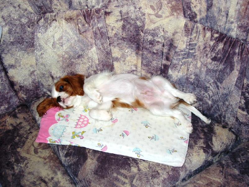 Foto: Charlie, kdy� ve�er us�n�