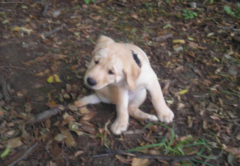 Foto: 6 t�dnu-Britu�a-N�co m� �kr�be..