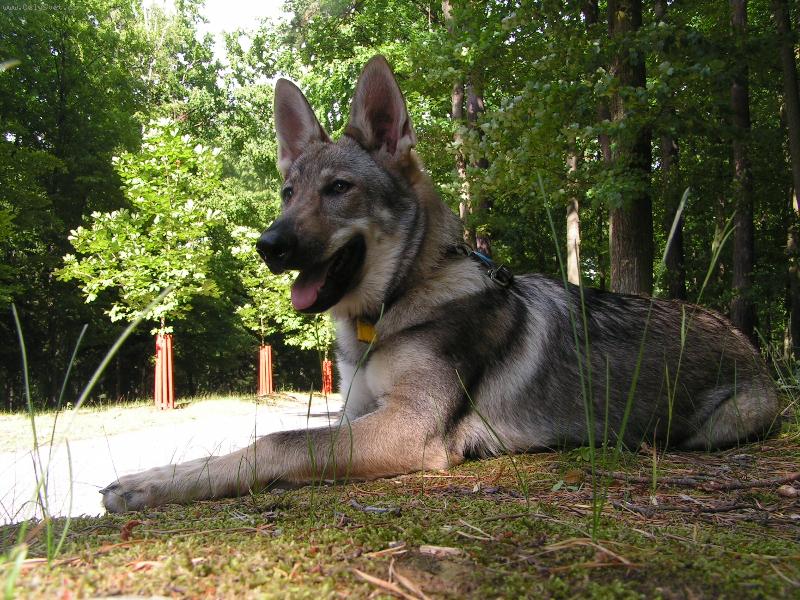 Foto: Annie z Hol�tejna