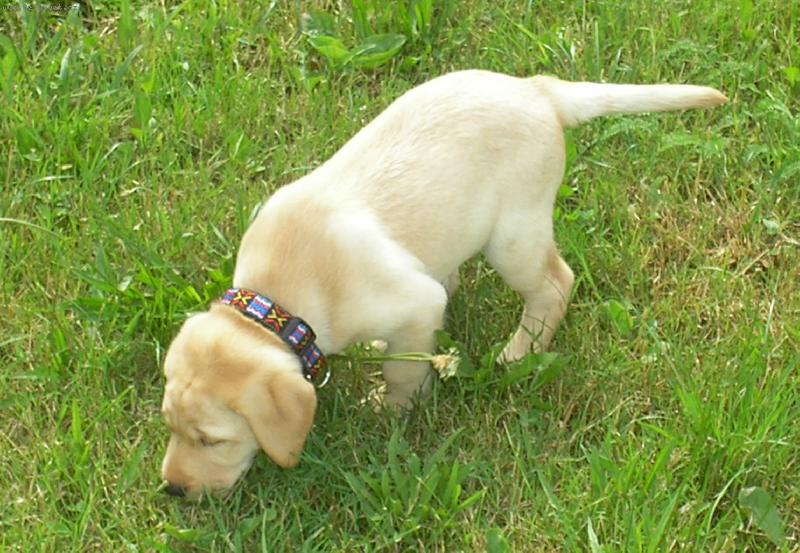 Foto: Labrador-7 t�dnu