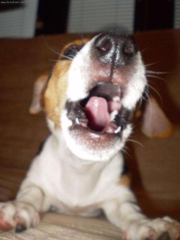 Foto: Bub�k-To m�m ale zubiska co?