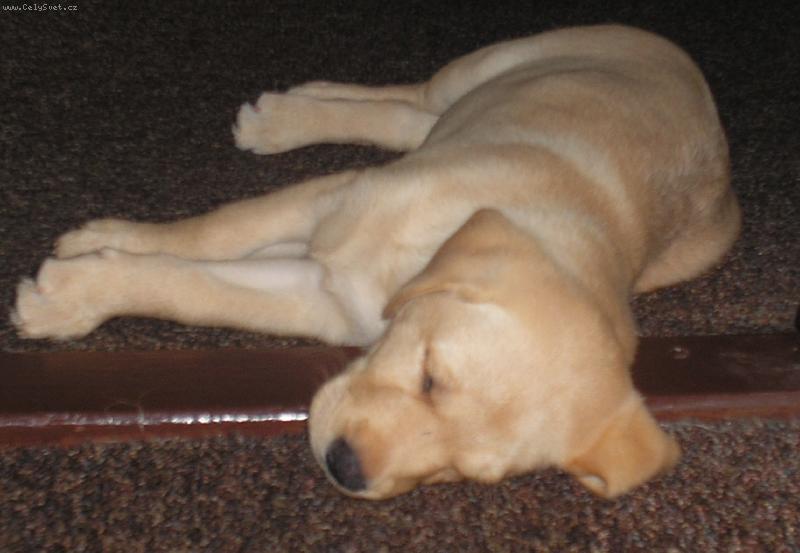 Foto: Spink�m-Britu�ka