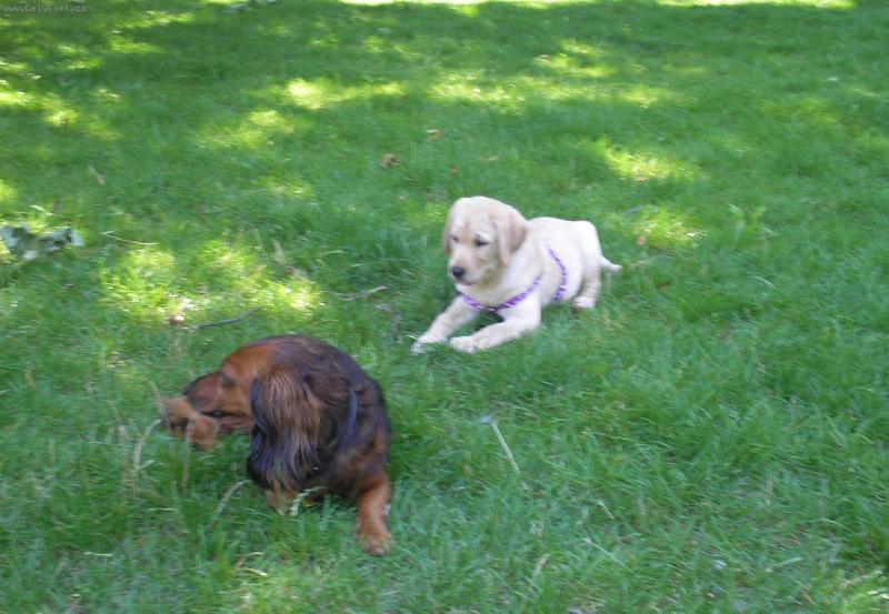 Foto: Bene�ek-10 let a Britu�ka-2 m�s�ce-Brita si chce hr�t a Ben nez�jem