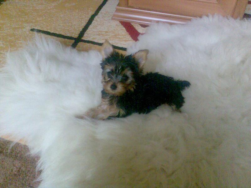 Foto: Saninka-Saninka