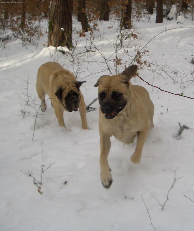 Foto: zimn� radov�nky