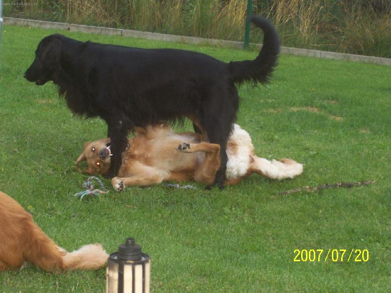 Foto: nasi pejsci-kdo s koho :)