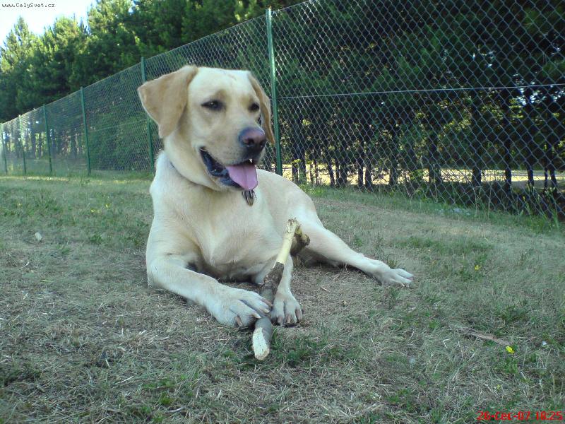 Foto: odpo�inek-B�ra oddpo��v� ve st�nu a p�itom okous�v� klacek..