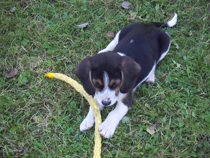 Foto: Hoky - n� strakat� poklad