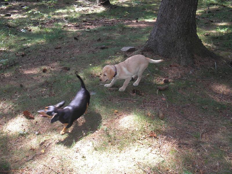 Foto: 10 m�s��n� k��enec Krysa��ka a Jezev��ka s Labradorkou 3 m�si�n�-Amy a Brita