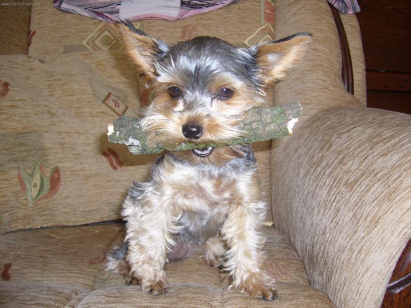 Foto: to sem si prinesla z prochazky krasnej ze!! :-)