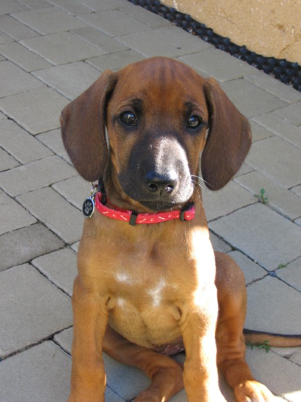 Foto: Bella-poprv� doma