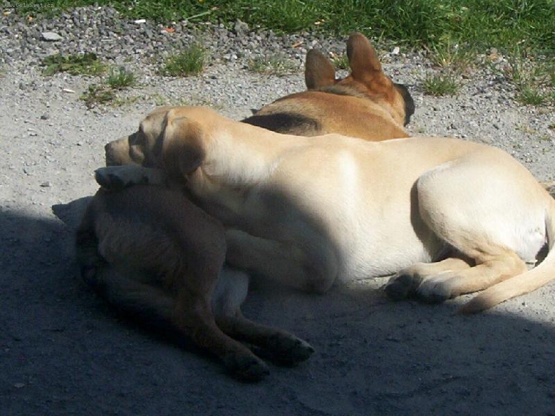 Foto: Odpoledn� siesta.-To m�m ale pol�t��ek!!!!!!!!!!