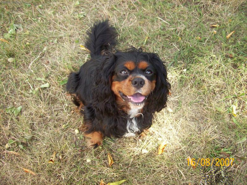 Foto: Muj milovan� ��rl�nek-:) nej pes na sv�t�