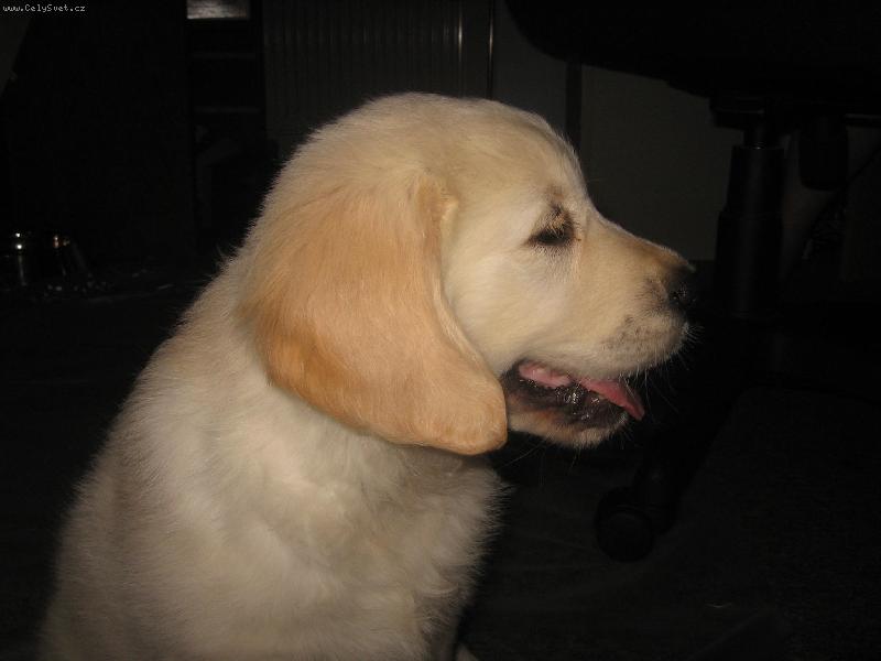 Foto: Zlat� retr�vr - Corny, Cassy od Sv�tlovsk�ho Pot��ku (Haylie)-Corny, Cassy od Sv�tlovsk�ho Pot��ku (Haylie) Foto � Jessica �vehlov� -majitelka