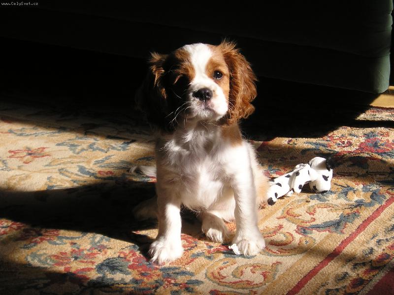 Foto: Tak tohle je na�e nov� �t���tko-tak tohle je n� malej mazl��ek