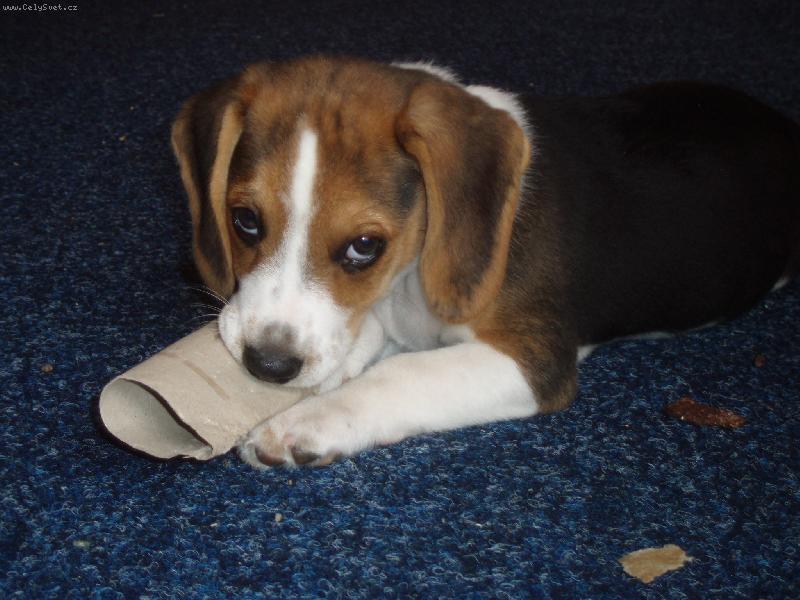 Foto: Na�e kr�sn� Skanky