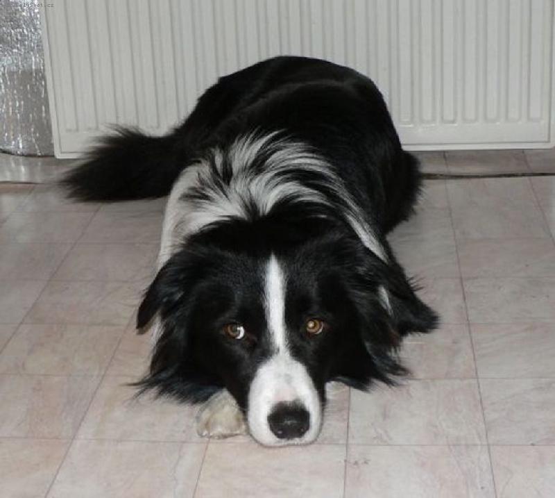 Foto: Forrow Darley Arabian-Kuki....co mame dobreho??