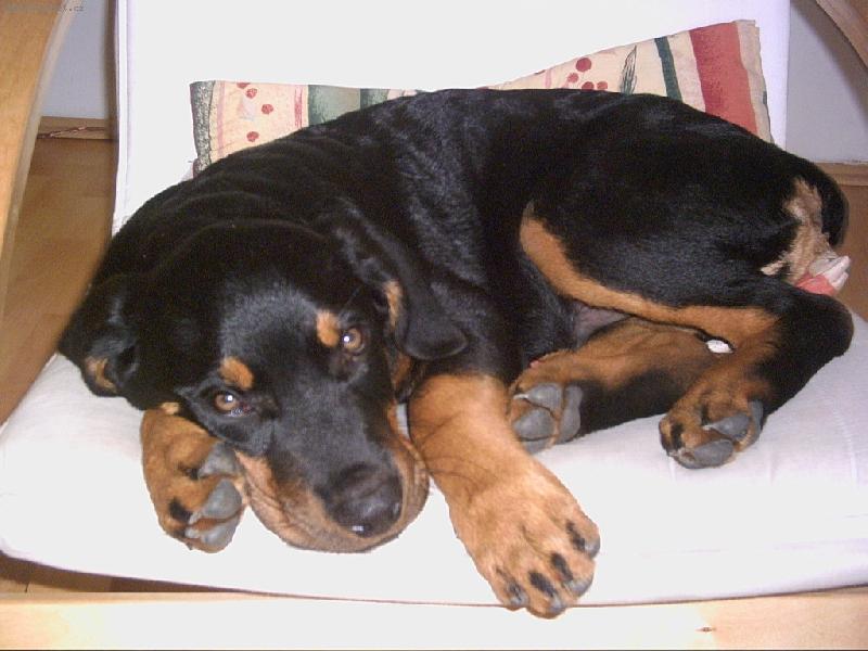 Foto: ned�ln� siesta-sice si, my nem�me kam sednout, ale pro Garpa...Cokoliv:)