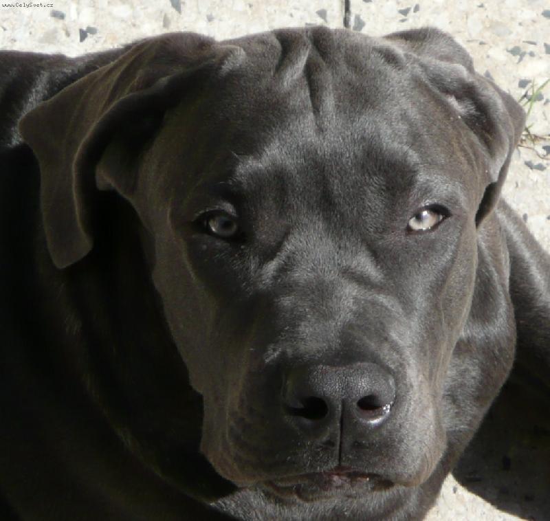 Foto: Nero-5,5 m�s�ce