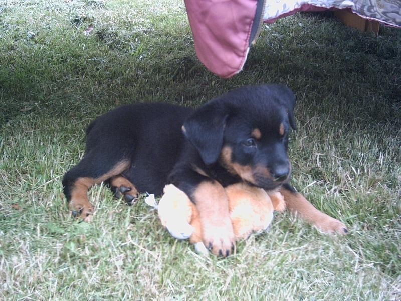 Foto: Na�e 7-t�denn� rotv��e-Garp a jeho ply�ov� k�mo�