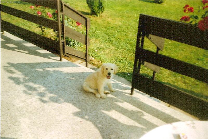 Foto: zlaty retrivr-to byl este jako stene