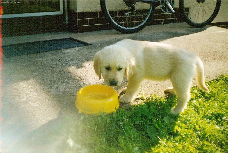 Foto: zlaty retrivr-to byl este maly