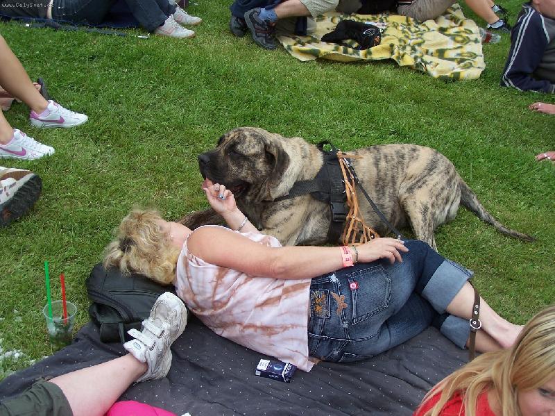 Foto: i na fest�ku se mastif chov� slu�n�:))