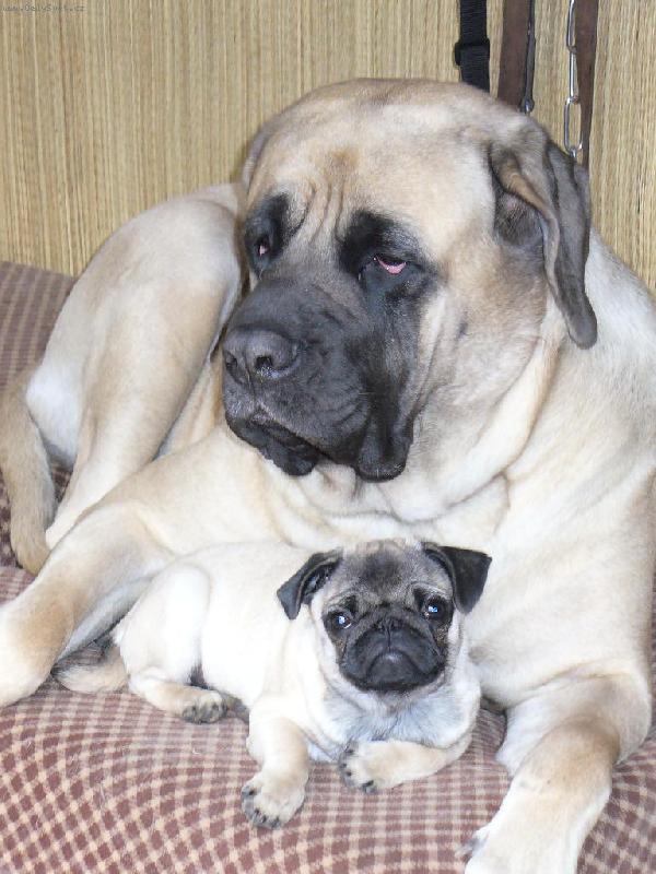 Foto: angl.mastif -ochr�nce mal�ch pejsk�