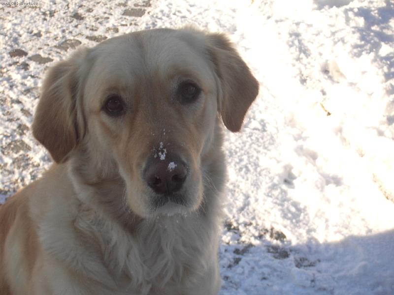 Foto: Ai�enka v zim�-Brrr ten sn�ch na �um��ku ale stud�..