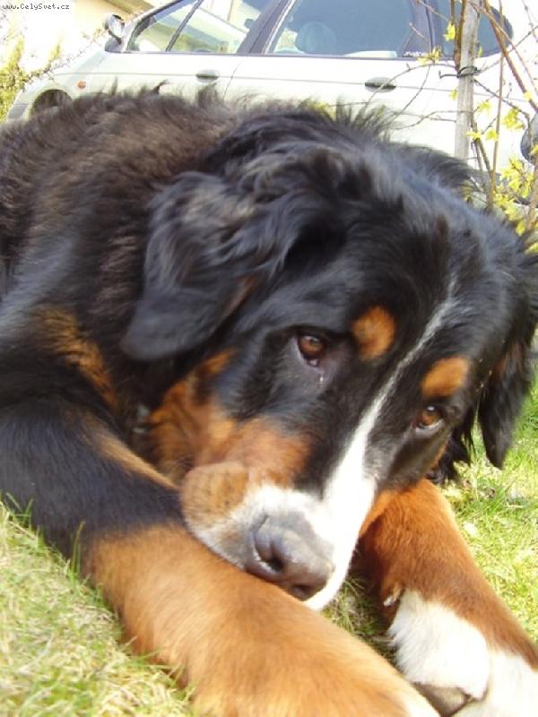 Foto: St�zinka-18ti m�s��n� nezbedn� fenka:o)