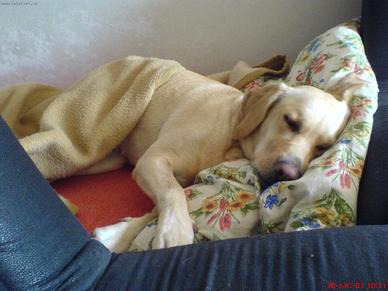 Foto: Sp�c� B�ra-Ranno jsem bjehala a ted sp�m..