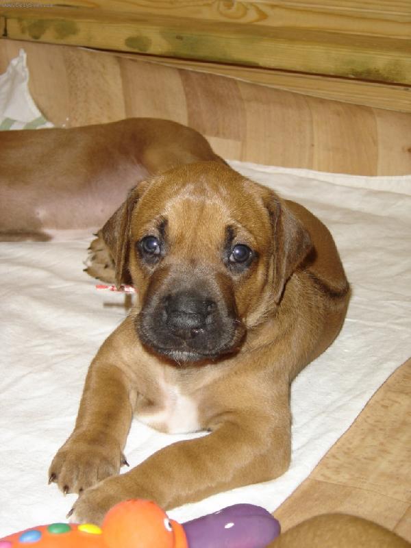 Foto: Rhod�sk� ridgeback - �����tko-Hol�i�ka z CHS AFRICAN DREAM