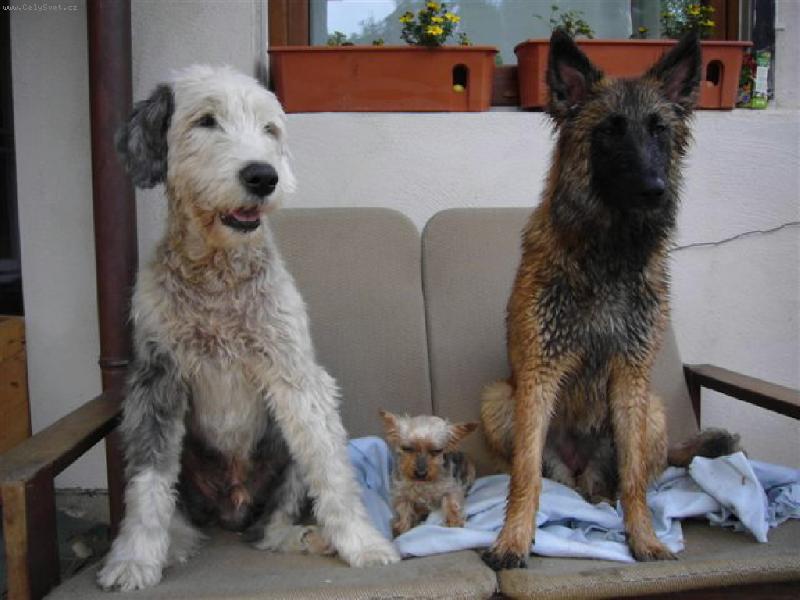 Foto: GR�TINKA 13.5 ROKU, BOBTAIL 14.5 ROKU A MALINOIS 7 M�S�C�-GR�TINKA 13.5 ROKU, BOBTAIL 14.5 ROKU A MALINOIS 7 M�S�C�