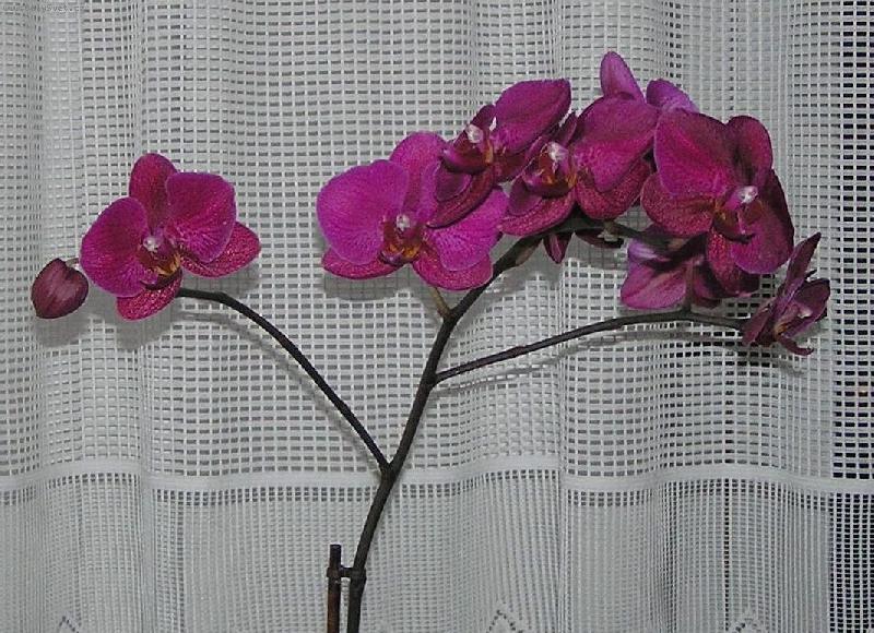 Foto: Lenka K�nov� z B�eclavi-Orchidejka od Ondr�ka