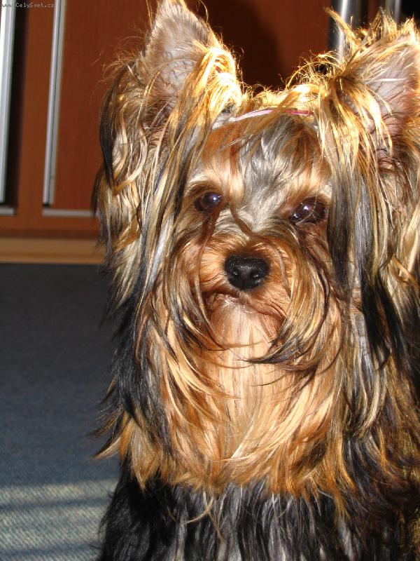 Foto: Focen� fakt nesn��m.....-Medy