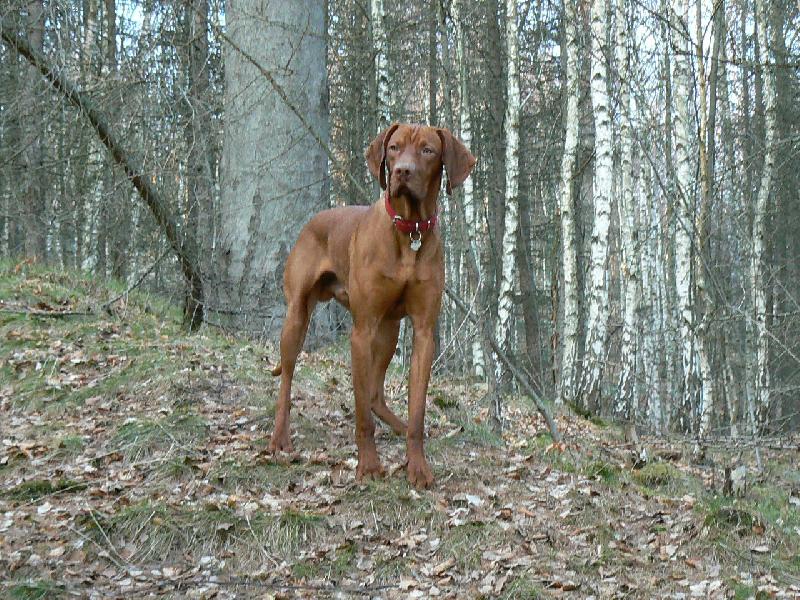 Foto: Paddy z D���na-Ve st�ehu