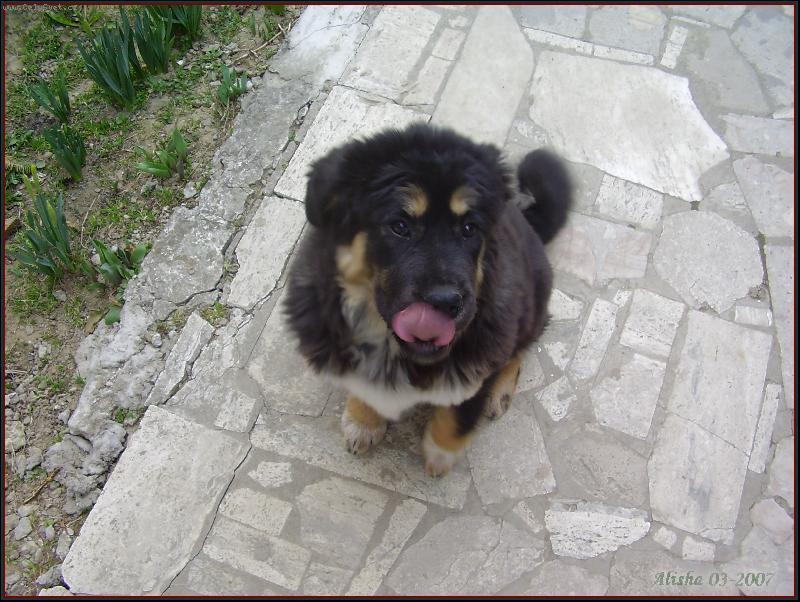 Foto: Alisha-mnam-mnam