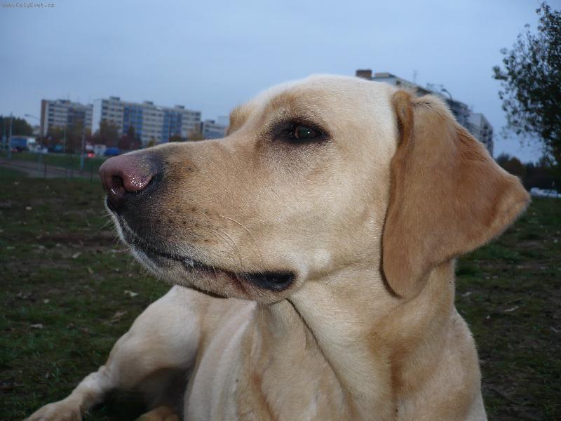 Foto: Profil B�ry-Zrovna odpo��v�...