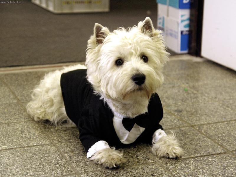 Foto: Neo-P��pravy na svatbu