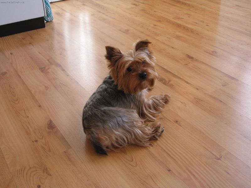 Foto: M�j milovan� Kendo�ek-Tak to je on..!!