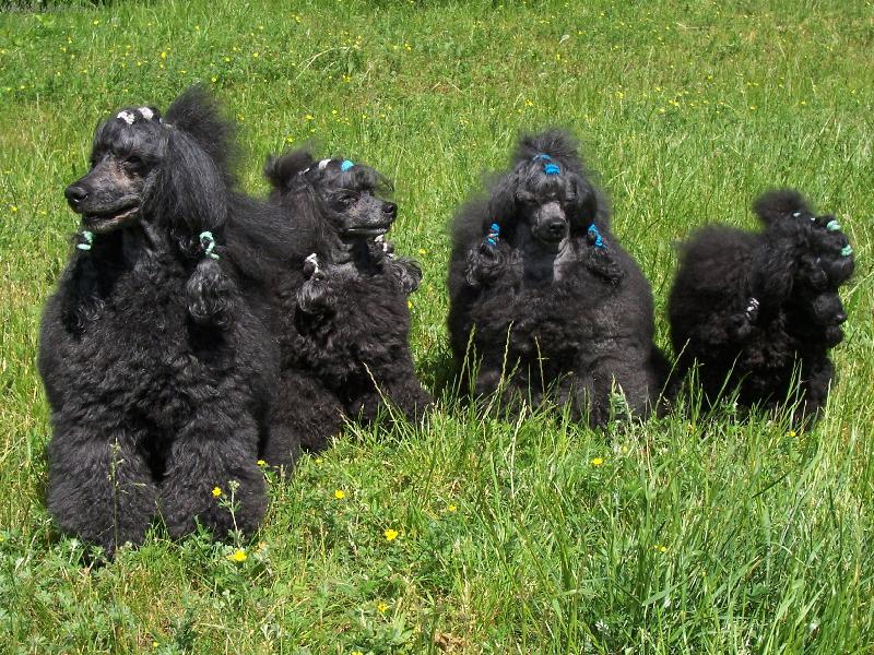 Foto: Pudlov�-Zairo, Ursini,Snoopy ,Camaro