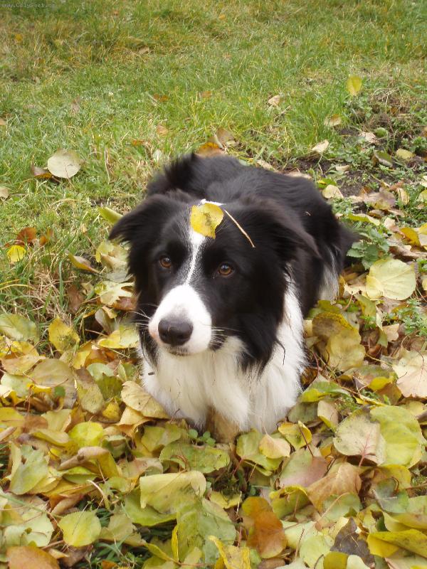 Foto: www.kuci.wbs.cz-Listovan� je prost� listovan�;-)