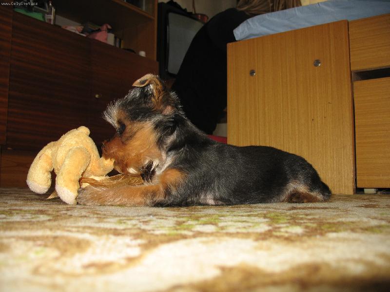 Foto: n� Se�ula-raub��