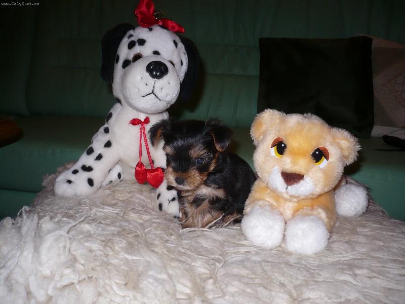 Foto: na�e zlat��ko DENNY-to jsou moji kamaradi