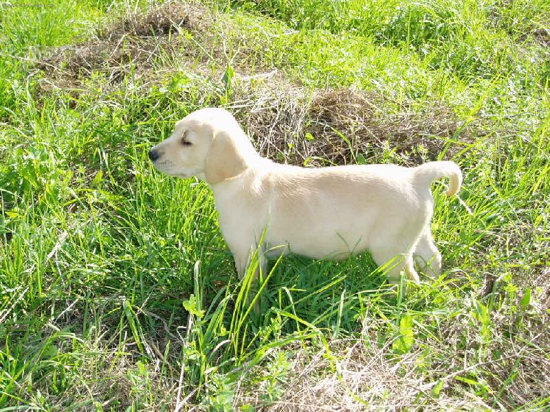 Foto: Nelly - 3 m�s��n� pr�ola