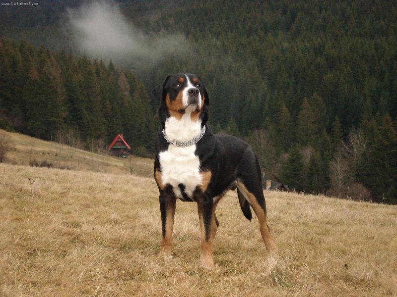 Foto: Jathos Jose from Swiss Star