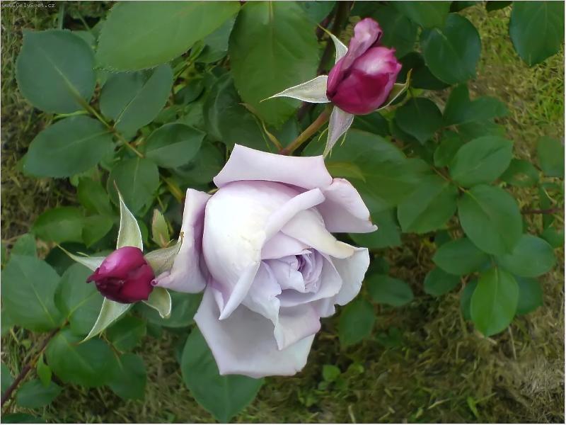 Foto: Namodral�-Focen� v l�t� 2007