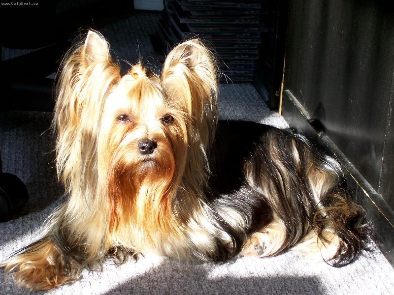 Foto: Bessy-www.jork-bessy.estranky.cz