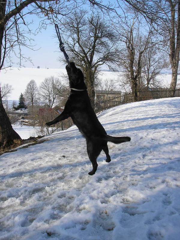 Foto: Trha�-Barunka zkou�� jak� to je b�t bojov� plemeno